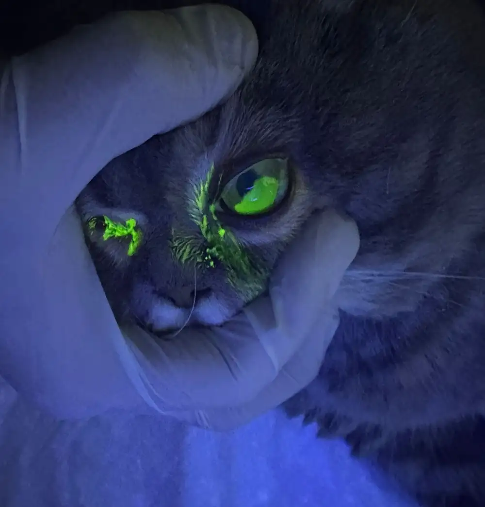 fluorescein-testi